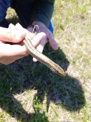 Ophisaurus attenuatus