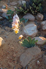 Freesia occidentalis