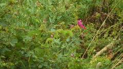Antigonon leptopus