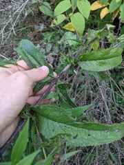 Eupatorium × truncatum