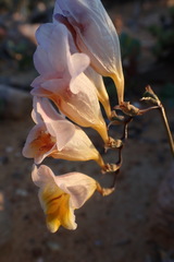 Freesia occidentalis