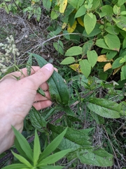 Eupatorium × truncatum