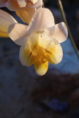Freesia occidentalis