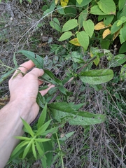 Eupatorium × truncatum