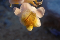 Freesia occidentalis