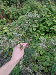 Eupatorium × truncatum
