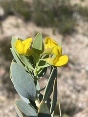 Rafnia racemosa