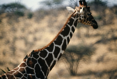 Giraffa camelopardalis reticulata