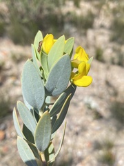 Rafnia racemosa