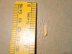 Scirpophaga incertulas
