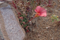 Oxalis inaequalis
