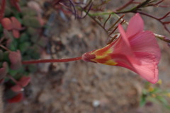 Oxalis inaequalis