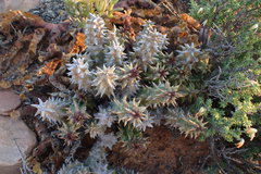 Quaqua mammillaris