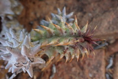 Quaqua mammillaris