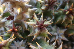 Quaqua mammillaris