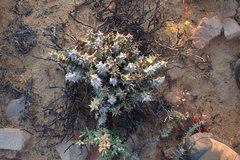 Quaqua mammillaris