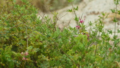 Antigonon leptopus