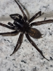Pireneitega spinivulva