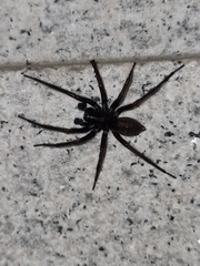 Pireneitega spinivulva