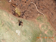 Acanthaspis immodesta