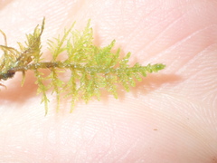 Thuidium assimile