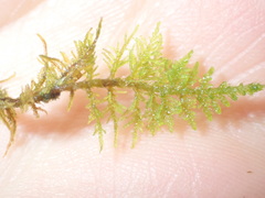 Thuidium assimile