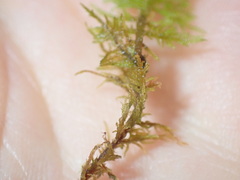Thuidium assimile