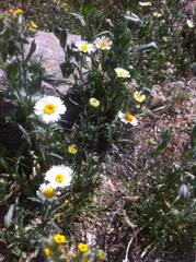 Layia glandulosa