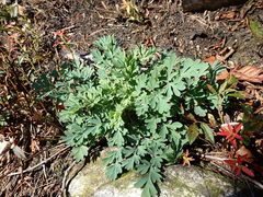 Capnoides sempervirens