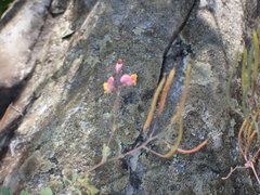 Capnoides sempervirens