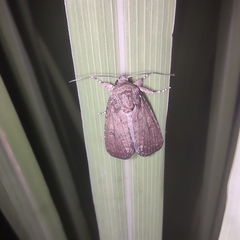 Spodoptera
