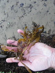 Carpophyllum flexuosum