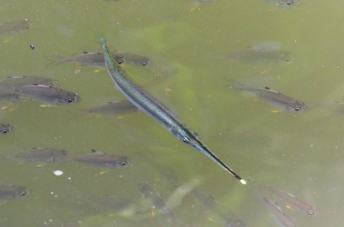Buffonis halfbeak (Zenarchopterus buffonis) — Zenarchopteridae — 4