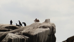 Pelecanus occidentalis