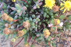 Senecio abbreviatus