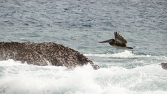 Pelecanus occidentalis