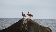 Pelecanus occidentalis