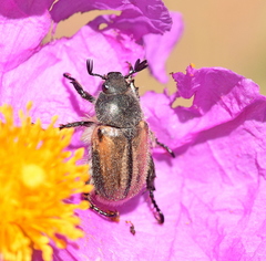 Blitopertha lineolata