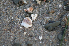 Crepipatella lingulata