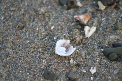 Crepipatella lingulata