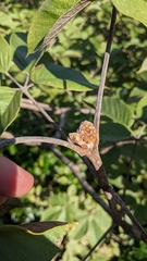 Handroanthus ochraceus