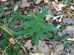 Polygonatum verticillatum