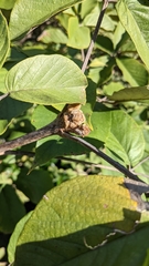 Handroanthus ochraceus