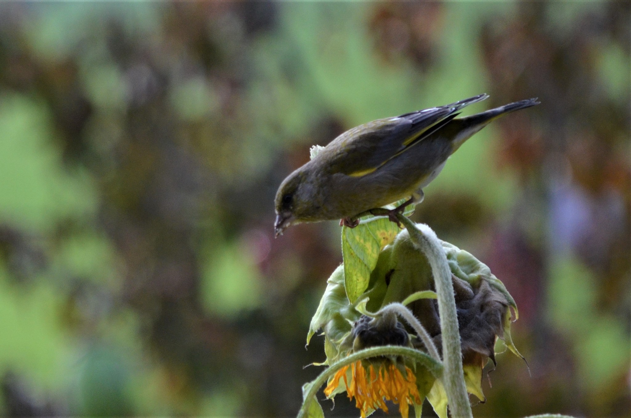 European Greenfinch