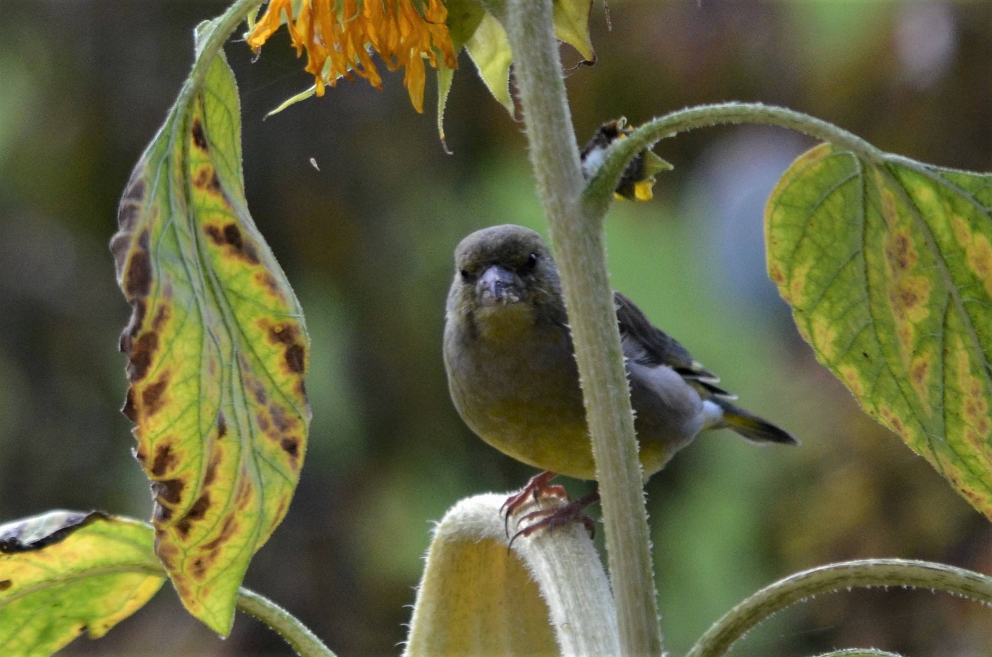European Greenfinch