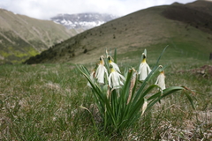 Narcissus moschatus