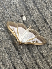 Cydalima perspectalis
