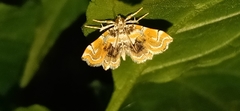 Musotima