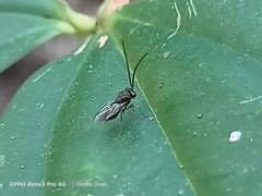 Eucharitinae