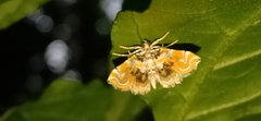 Musotima